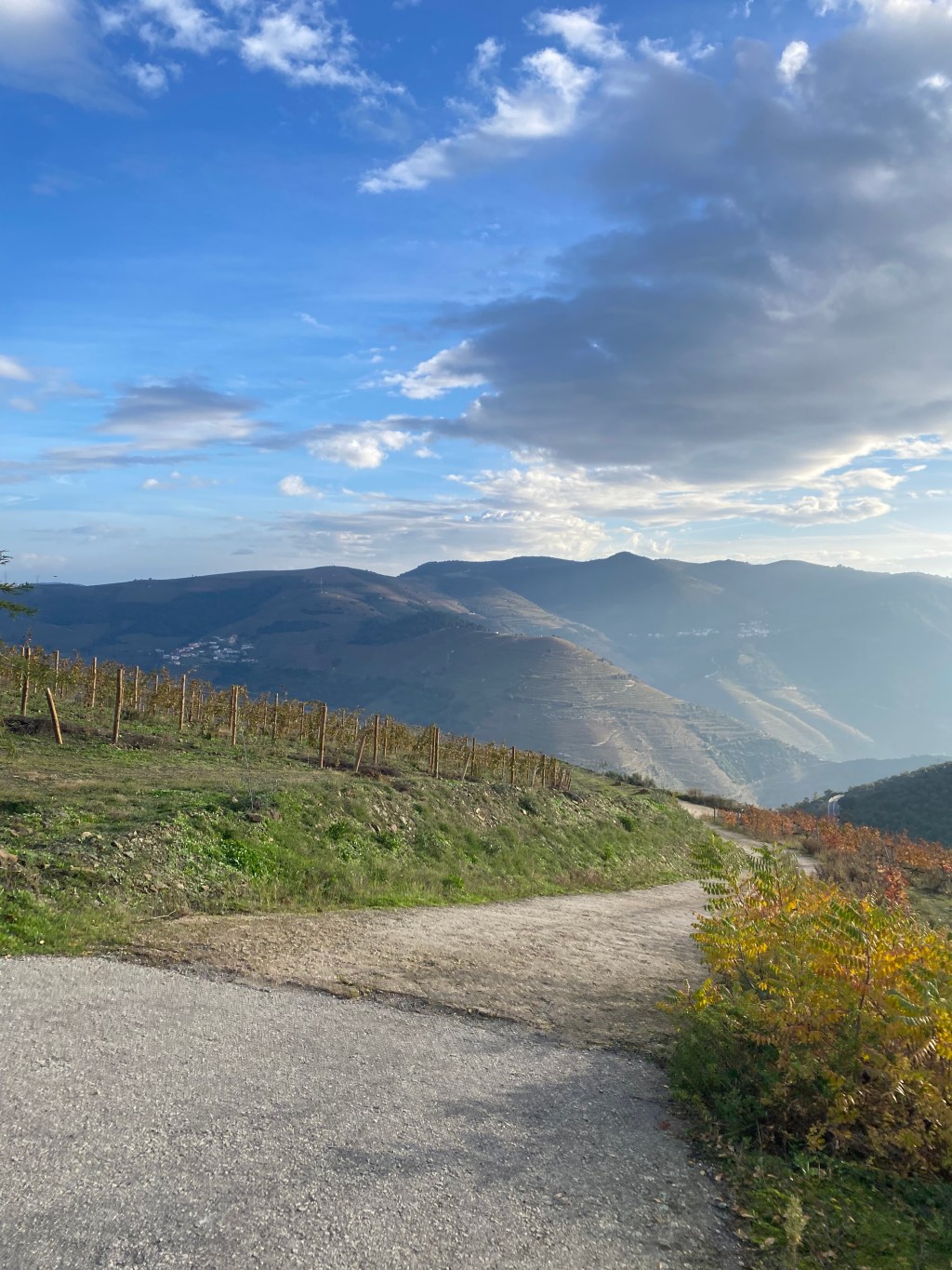 Authentic Douro Valley Experience: Wine & Port Tasting on a Family&nbsp;Vineyard